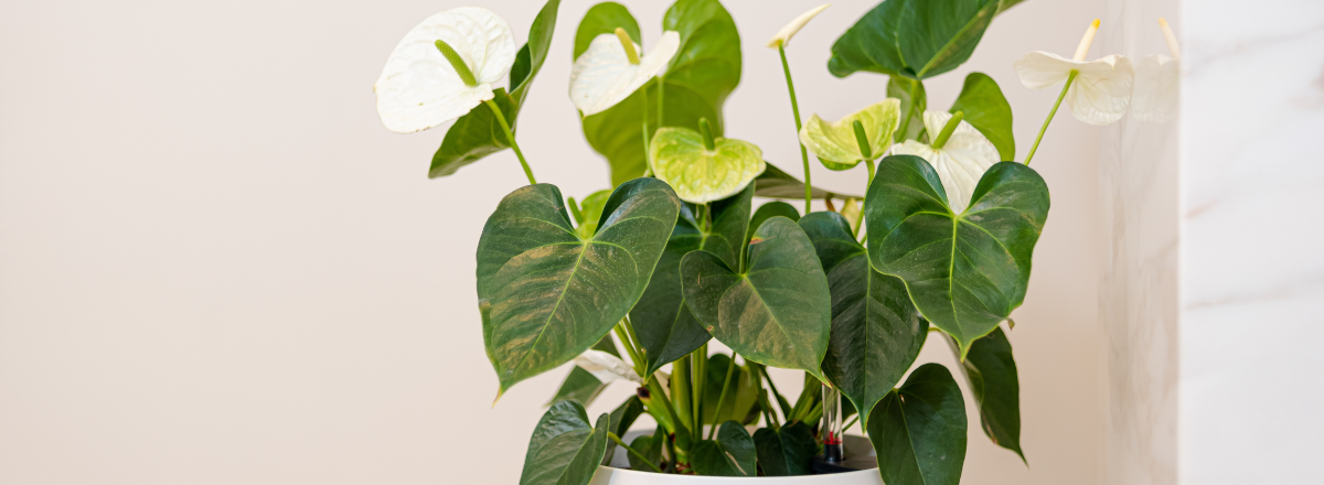 Anthurium Stecklinge Anthurium Stecklinge