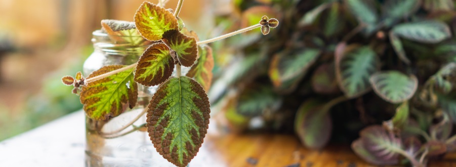 Die 10 besten Zimmerpflanzen für eine gemütliche Herbststimmung