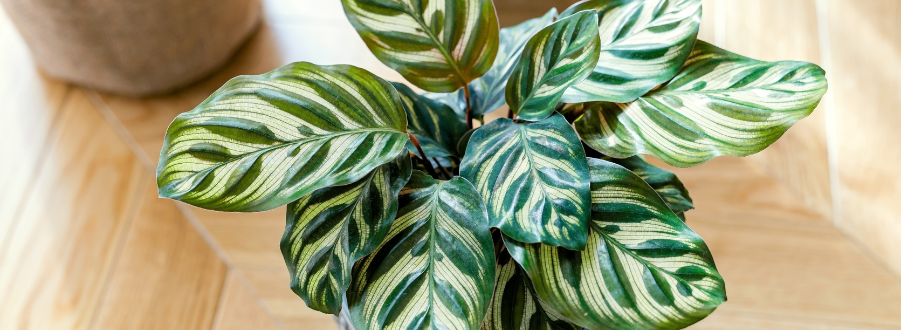 Calathea Stecklinge