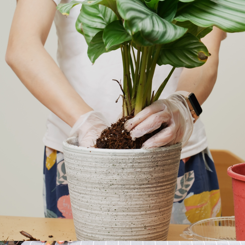 Calathea Stecklinge Calathea Stecklinge