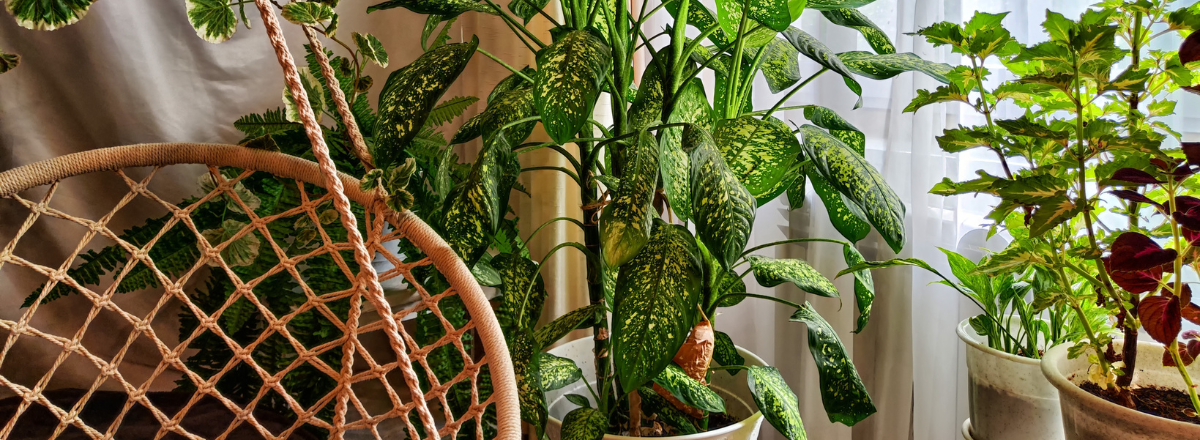 Die Dieffenbachia Stecklinge