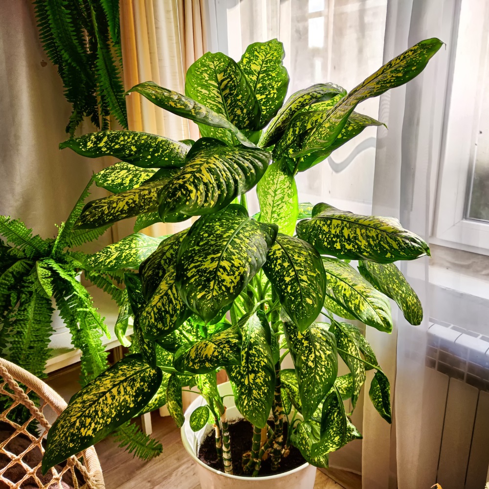 Die Dieffenbachia Stecklinge Die Dieffenbachia Stecklinge