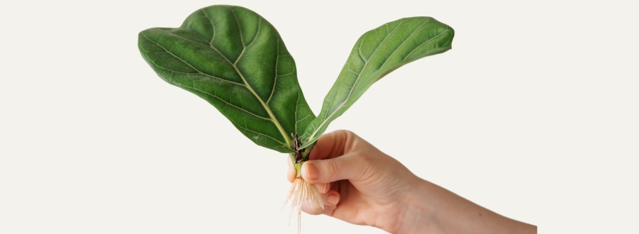Ficus Stecklinge Ficus Stecklinge