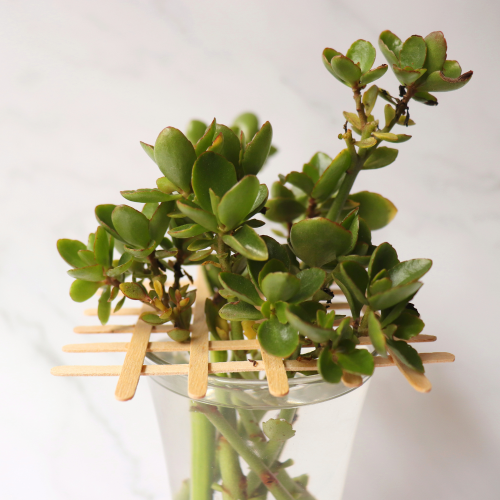 Kalanchoë Stecklinge Kalanchoë Stecklinge