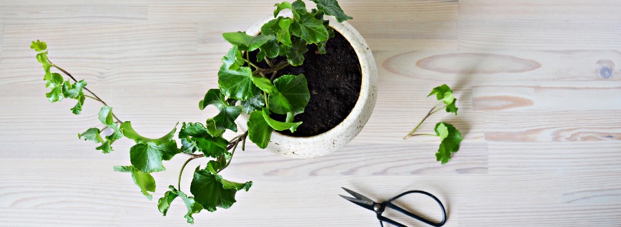 Hedera (Efeu) Stecklinge, Spaß und einfach!