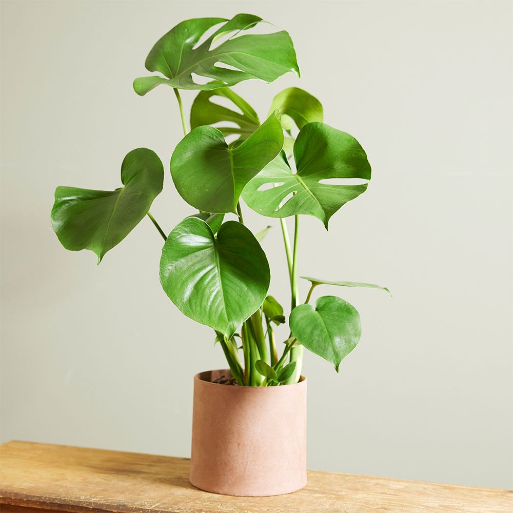 Monstera Stecklinge: Eine Schritt-für-Schritt-Anleitung