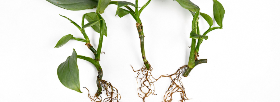 Philodendron Stecklinge Philodendron Stecklinge