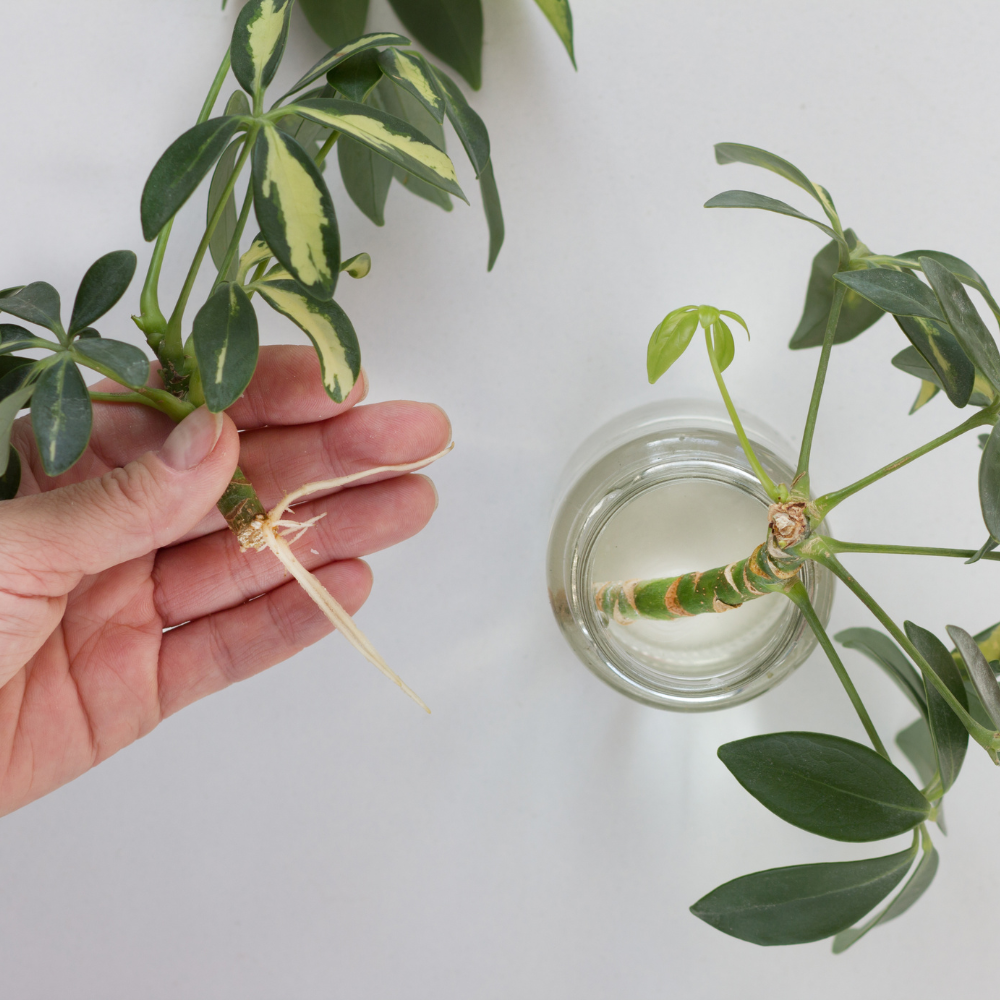 Schefflera (Fingerbaum) Stecklinge Schefflera (Fingerbaum) Stecklinge