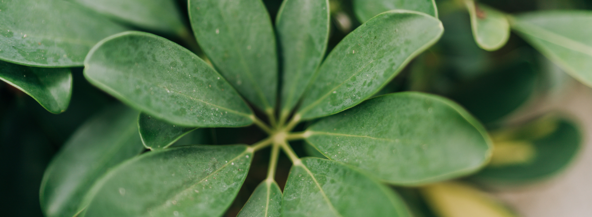 Schefflera (Fingerbaum) Stecklinge