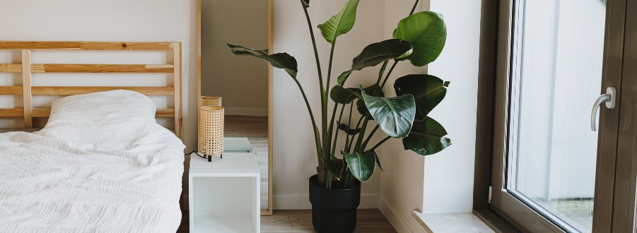 Die 5 besten Pflanzen, die im Schlafzimmer gut gedeihen