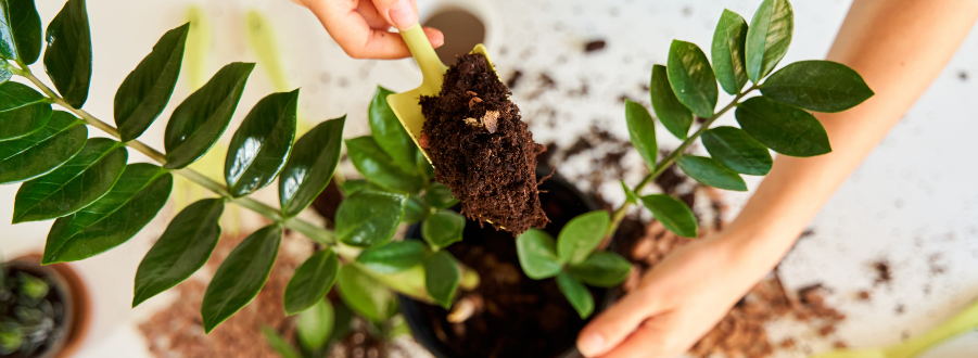 Zamioculcas Stecklinge Zamioculcas Stecklinge