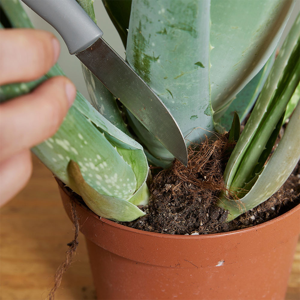Aloe Vera vermehren – wie macht man das? Aloe Vera vermehren – wie macht man das?