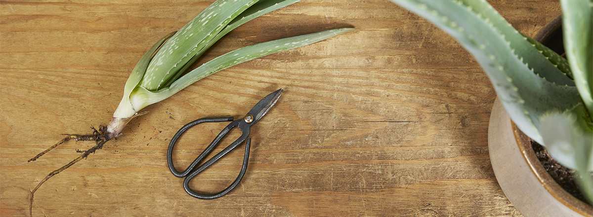 Aloe Vera vermehren – wie macht man das?