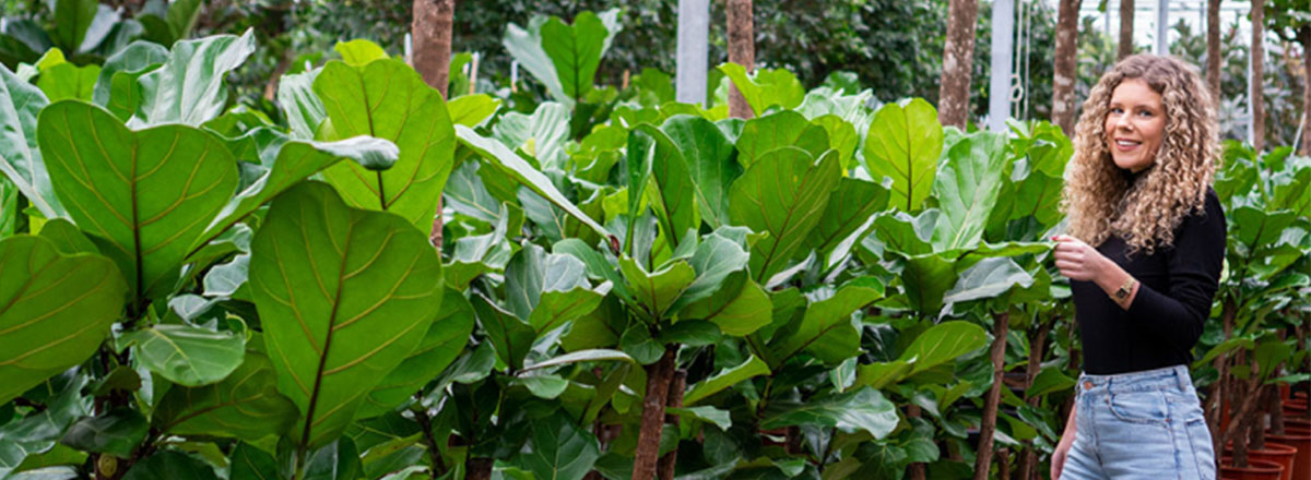 Ficus Stecklinge