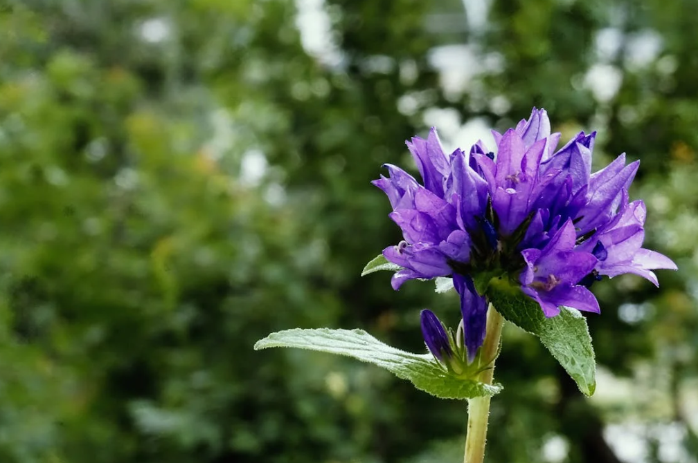 Top 10 blühende Pflanzen für einen farbenfrohen Garten