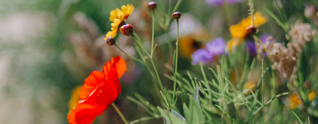 Die Top 5 besten Beetpflanzen für den Garten Die Top 5 besten Beetpflanzen für den Garten