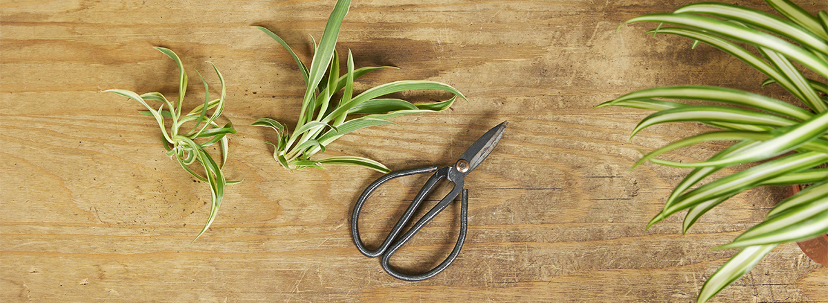 Graslilie vermehren – Schritt für Schritt