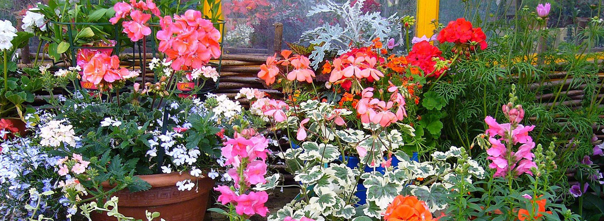 Neu! Unser Sortiment an Gartenpflanzen Neu! Unser Sortiment an Gartenpflanzen