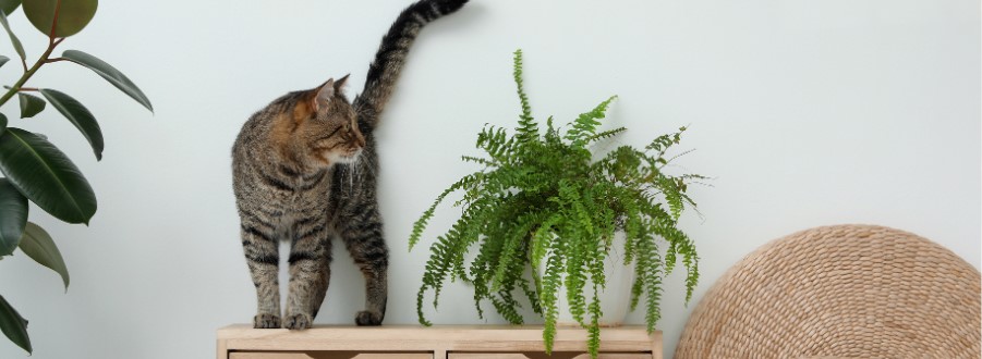 Nicht giftige Pflanzen für Katzen Nicht giftige Pflanzen für Katzen