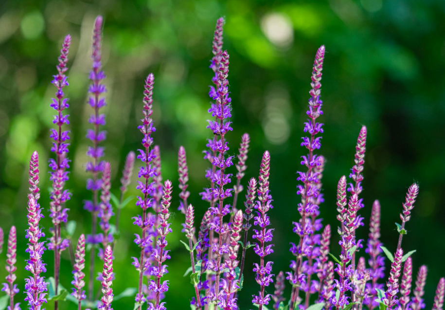 Neu! Unser Sortiment an Gartenpflanzen Neu! Unser Sortiment an Gartenpflanzen