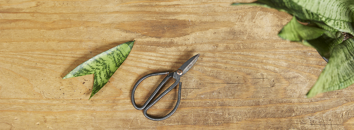Sansevieria vermehren – so geht’s Sansevieria vermehren – so geht’s