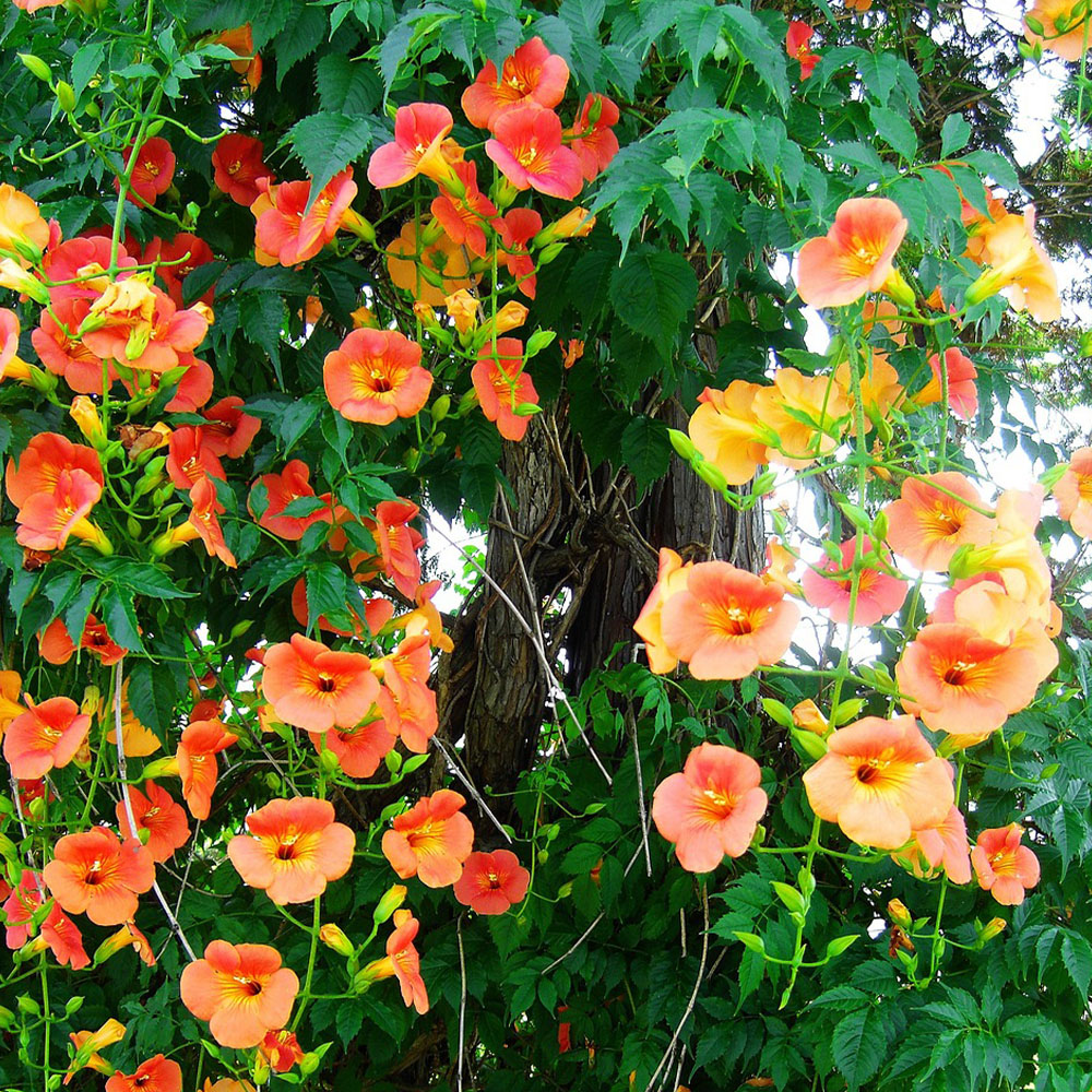 Top 10 Blumenzwiebelarten, die deinen Garten 2025 verschönern können Top 10 Blumenzwiebelarten, die deinen Garten 2025 verschönern können