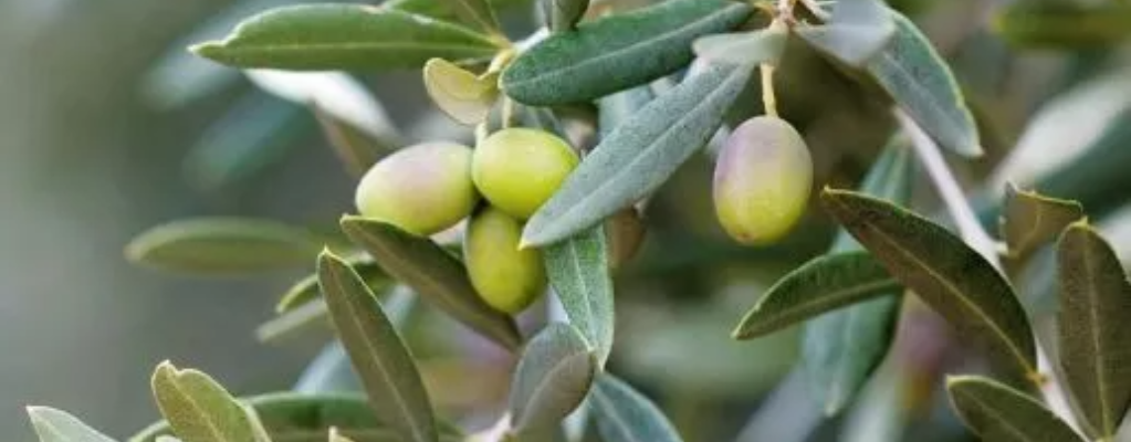 Sind Olivenbäume winterhart? Sind Olivenbäume winterhart?