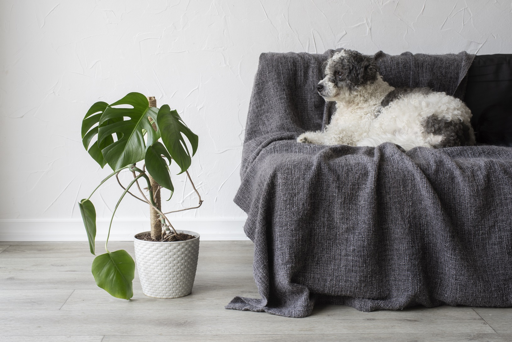 Pflanzen und Haustiere: tierfreundliche Entscheidungen für den Winter