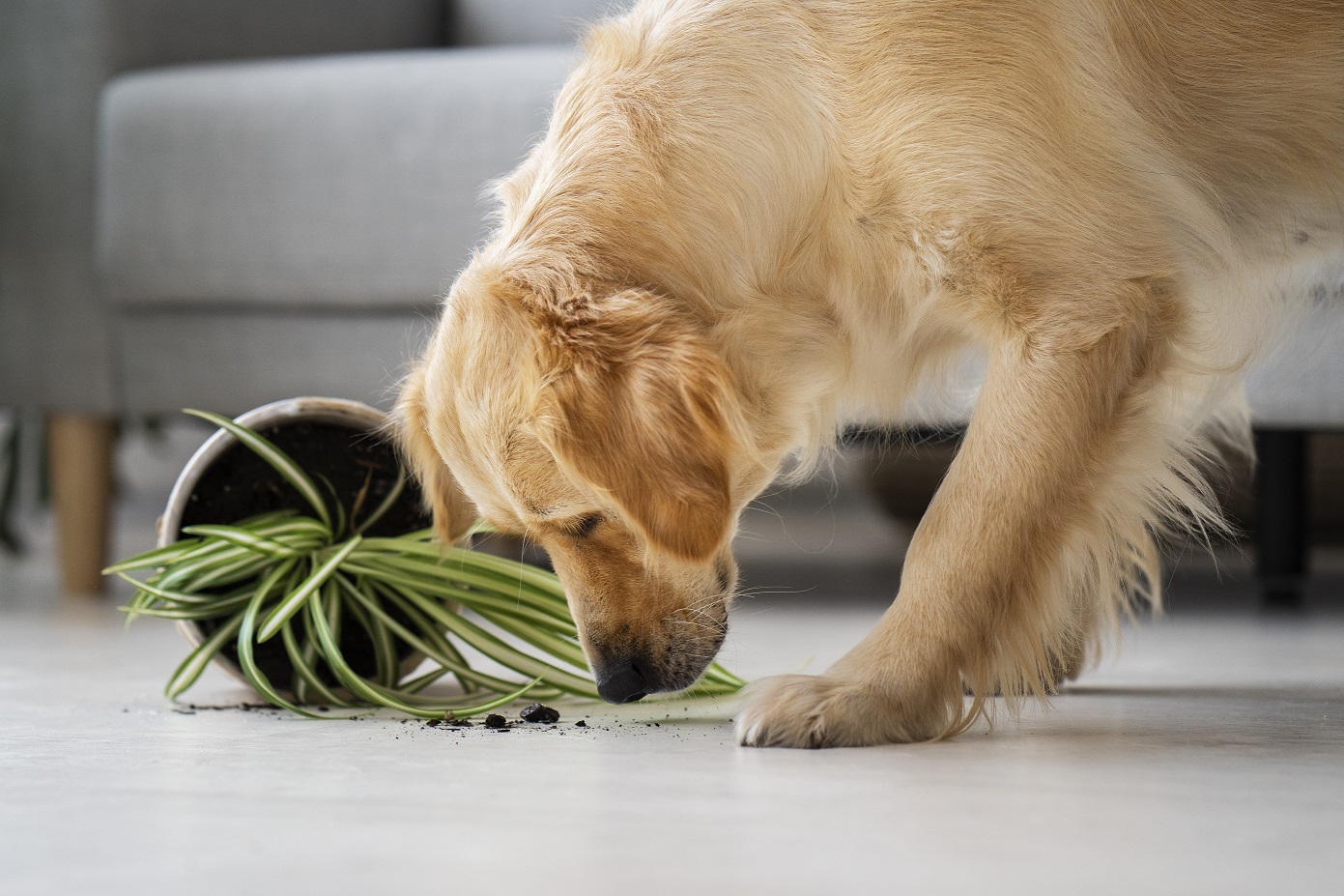 Pflanzen und Haustiere: tierfreundliche Entscheidungen für den Winter